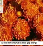 Хризантема мультифлора Gigi Orange