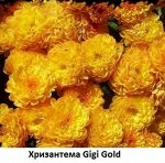 Хризантема Gigi Gold