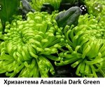 Хризантема Anastasia Dark Green