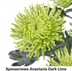 Хризантема Anastasia Dark Lime