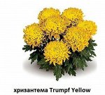 Хризантема Trumpf Yellow