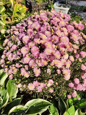 Фото Мое фото. сентябрь 2018г.  цветение хризантемы мультифлоры
