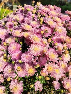 Фото Мое фото. сентябрь 2018г.  цветение хризантемы мультифлоры
