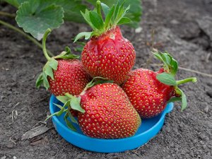 Царица Клубника – самая любимая и популярная садовая ягода. Выбор ее сортов просто огромен, но особой популярностью пользуются наиболее крупноплодные разновидности. Одним из таких сортов является садо