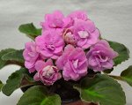 Harmony&#039;s pink stone  /детка