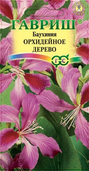 Баухиния Орхидейное дерево (пурпурная) 3 шт.