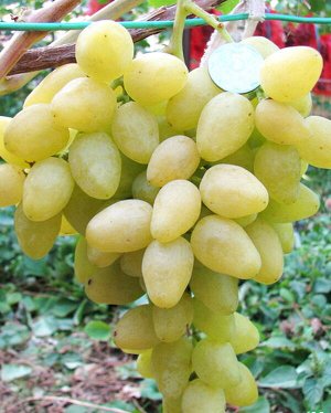 Виноград сорт Долгожданный