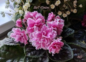 ВаТ-Пион Крупные белые махровые цветы с нежно-розовыми напечатками на лепестках, напоминающие формой цветок пиона.
