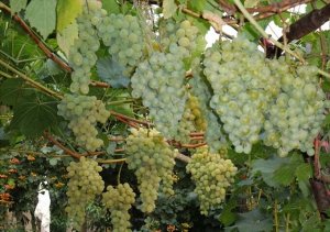 Виноград сорт Белое чудо