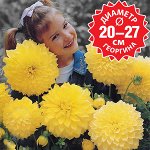 Георгина декоративная макси Кельвин Флудлайт