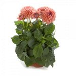 Георгины Dahlietta Surprise Lily