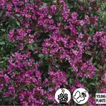 Тимьян Creeping Red