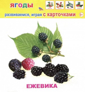 Ягоды Комплект картонных карточек формата 11х11 см, 12 штук                                                                                                в упаковке с ЕВРОПОДВЕСОМ