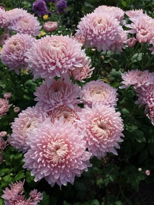 хризантема корейская "Розовый Сон"