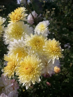 Хризантема корейская Бело жовта