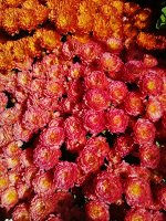 хризантема мультифлора Gigi Coral