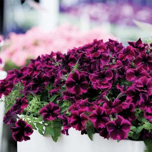 Петуния Crazytunia Cosmic Purple