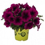 Петуния Potunia Purple