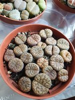 Lithops живые камни как на фото