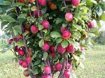 Фортуна НОВИНКА Слива