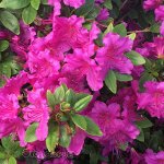 Рододендрон тупой Кёнигштайн
