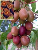 Актинидия острая Кенс Рэд