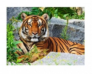 Рыжий кот. Алмаз. мозаика WL003 30х40 см, без подр. с полн. заполн. (35цв) "Тигр на камнях"
