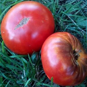 Томат Гном Бренди Фрэд | Томаты. Семена овощей