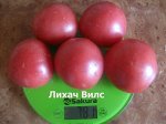 Томат Лихач Вилс