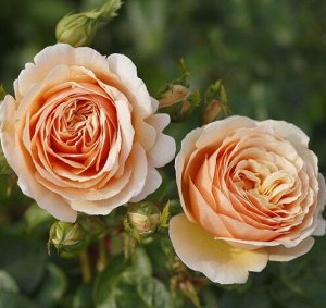 Роза чайно-гибридная Тропикана