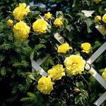 Роза плетистая Голдстерн