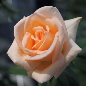 Роза чайно-гибридная Осиана