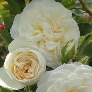 Роза Friedenslicht / Memorial Rose