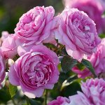 Роза Lilac Topaz