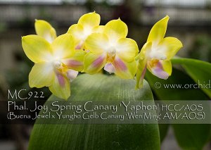 P. joy spring canary ‘Yaphon’