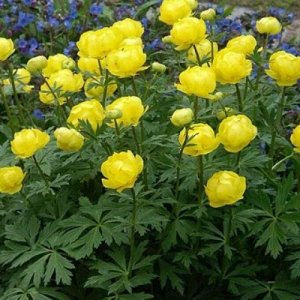 Купальница (Trollius) Лемон Куин, I