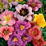 Лилейник гибридный mix1 Hemerocallis hybride BR