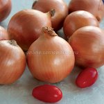 Лук Стригуновский местный(длинный)