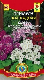 Цветы Примула Каскадная смесь ЦВ/П (ПЛАЗМА) двулетник до 35см