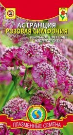 Цветы Астранция Розовая симфония ЦВ/П (ПЛАЗМА) многолетник до 70см
