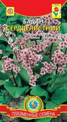 Цветы Бадан Серцелистный ЦВ/П (ПЛАЗМА) многолетник до 40см