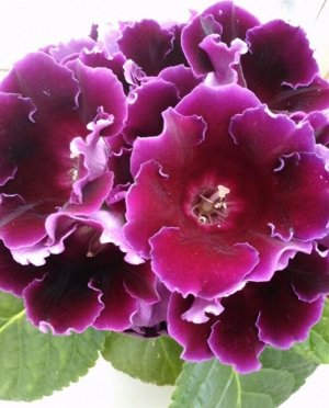 Цветы Глоксиния Императрица Фиолетовая ЦВ/П (Сотка) 5шт комнатное