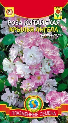 Цветы Роза китайская Крылья Ангела ЦВ/П (ПЛАЗМА)