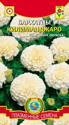 Цветы Бархатцы Килиманджаро ЦВ/П (ПЛАЗМА) белые прямостоячие 45-50см