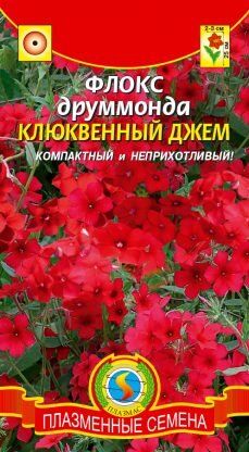 Цветы Флокс Друммонда Клюквенный джем ЦВ/П (ПЛАЗМА)