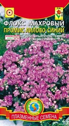 Цветы Флокс махров Промис Лилово-Синий ЦВ/П (ПЛАЗМА)