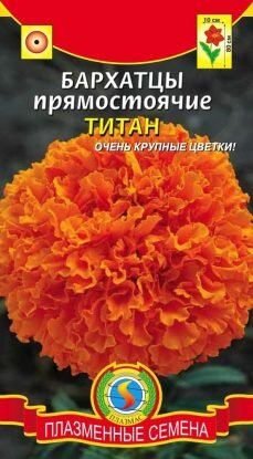 Цветы Бархатцы Титан ЦВ/П (ПЛАЗМА) прямостоячие 80см