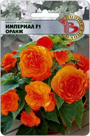 Цветы Бегония Империал Оранж F1 (БИО) комнатное 25-30см