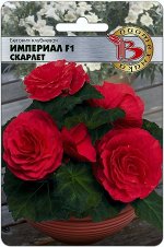 Цветы Бегония Империал Скарлет F1 (БИО) комнатное 25-30см
