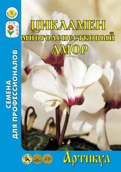 Цветы Цикламен Амор персидский ЦВ/П (АРТИКУЛ) 7шт комнатное